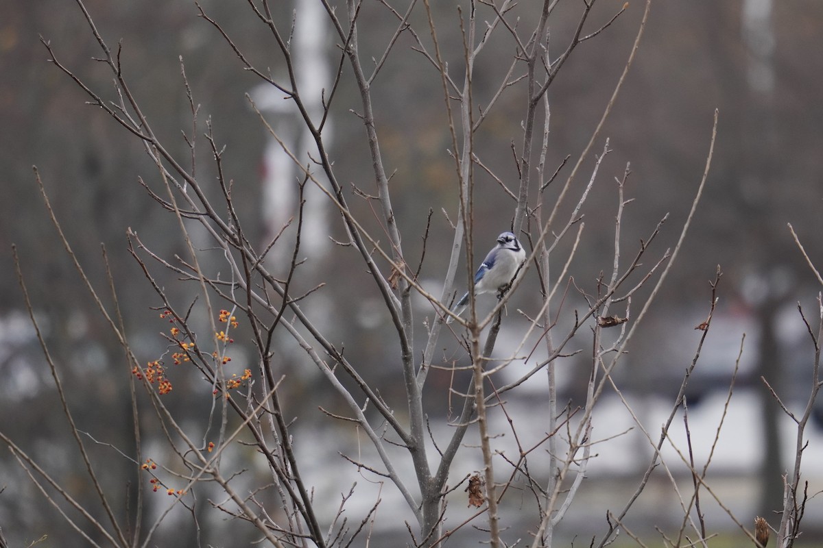 Blue Jay - ML645823120