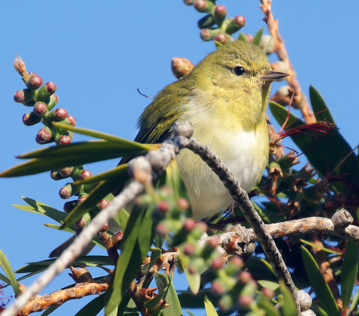 Tennessee Warbler - ML645823122