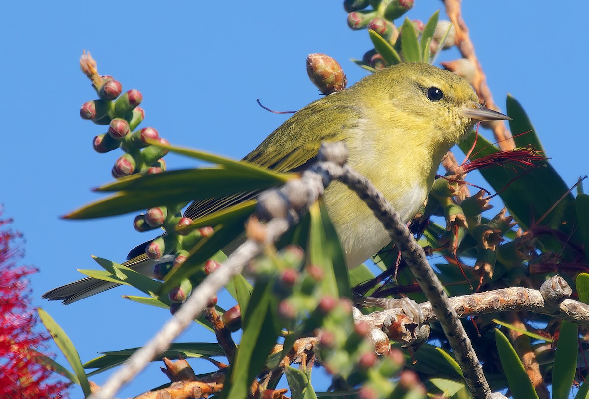 Tennessee Warbler - ML645823123