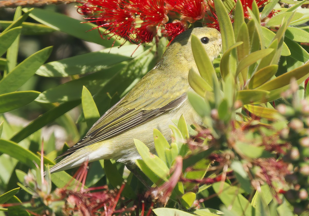 Tennessee Warbler - ML645823124