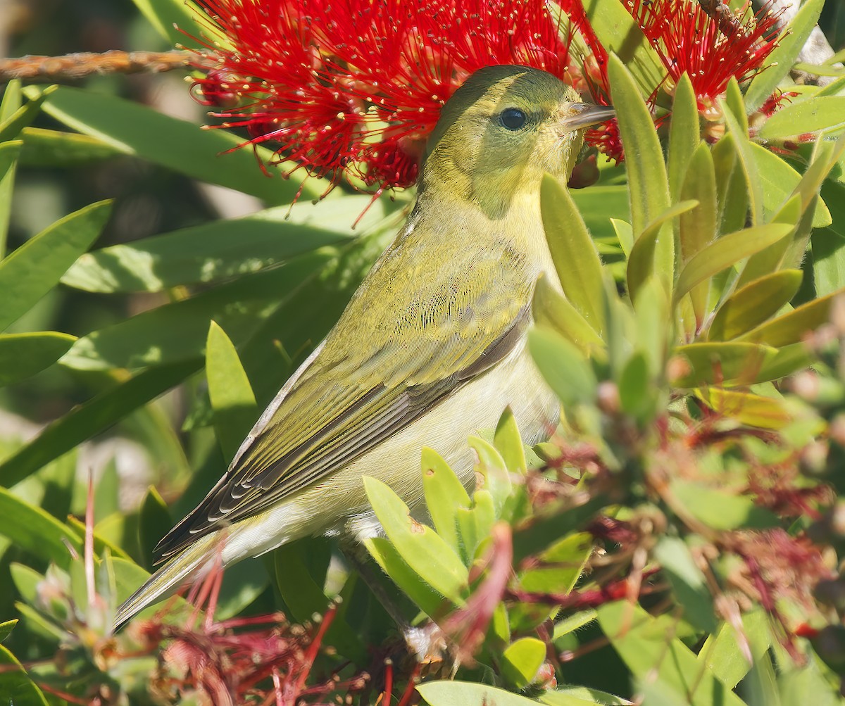 Tennessee Warbler - ML645823125