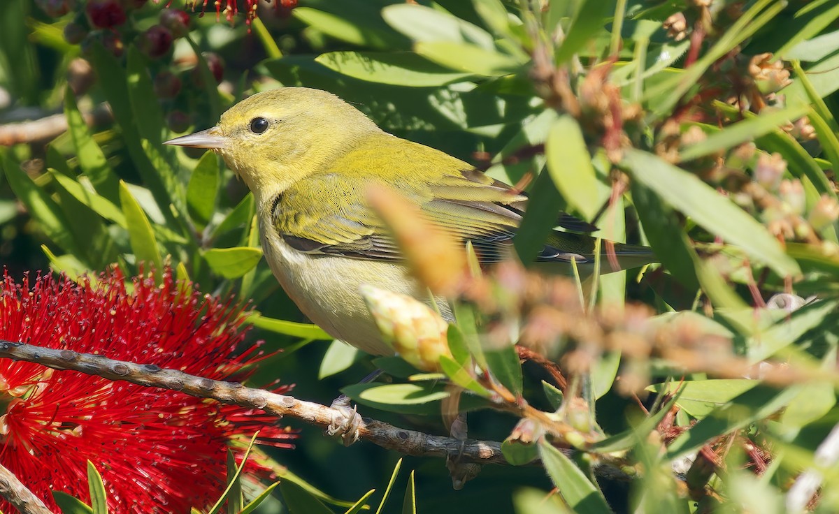 Tennessee Warbler - ML645823126