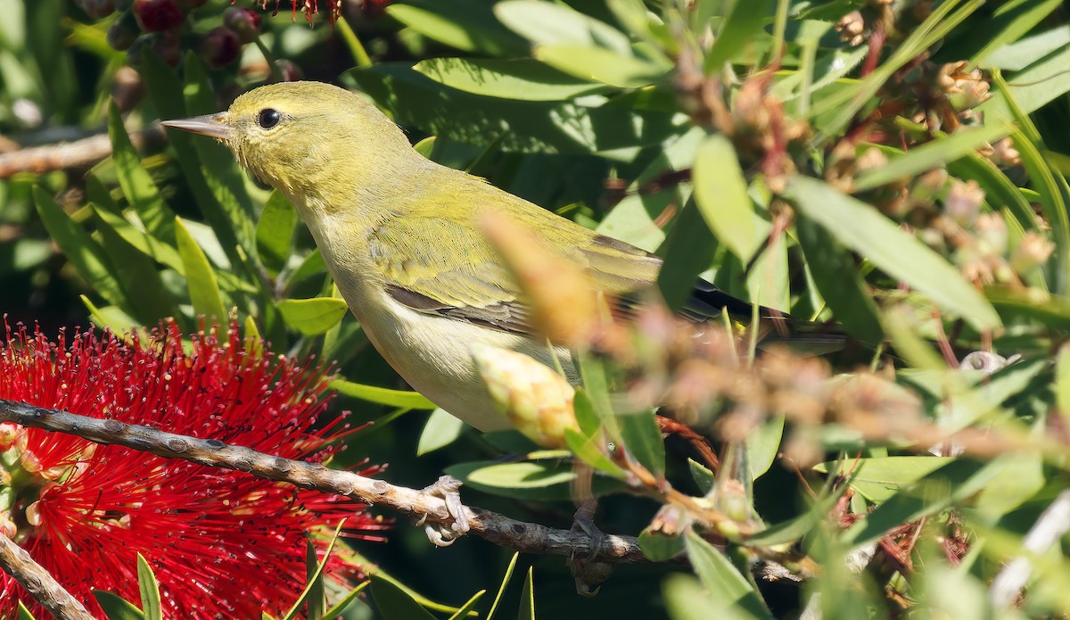 Tennessee Warbler - ML645823127