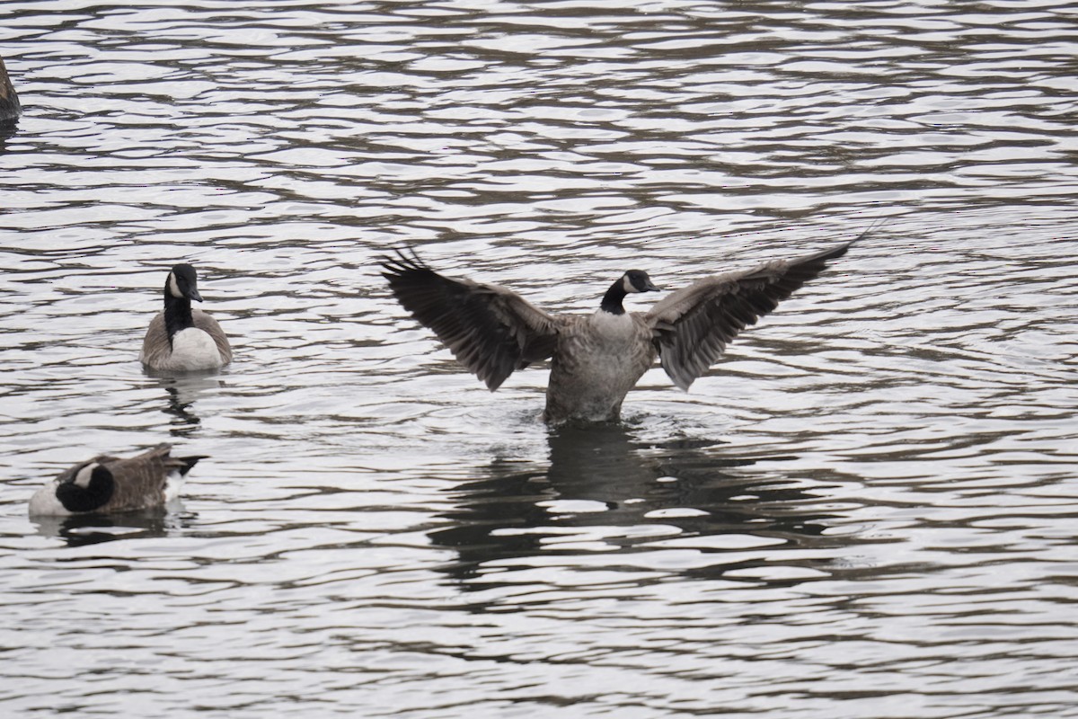 Canada Goose - ML645823135