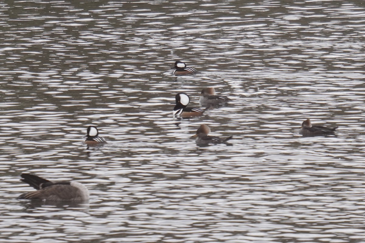 Hooded Merganser - ML645823148