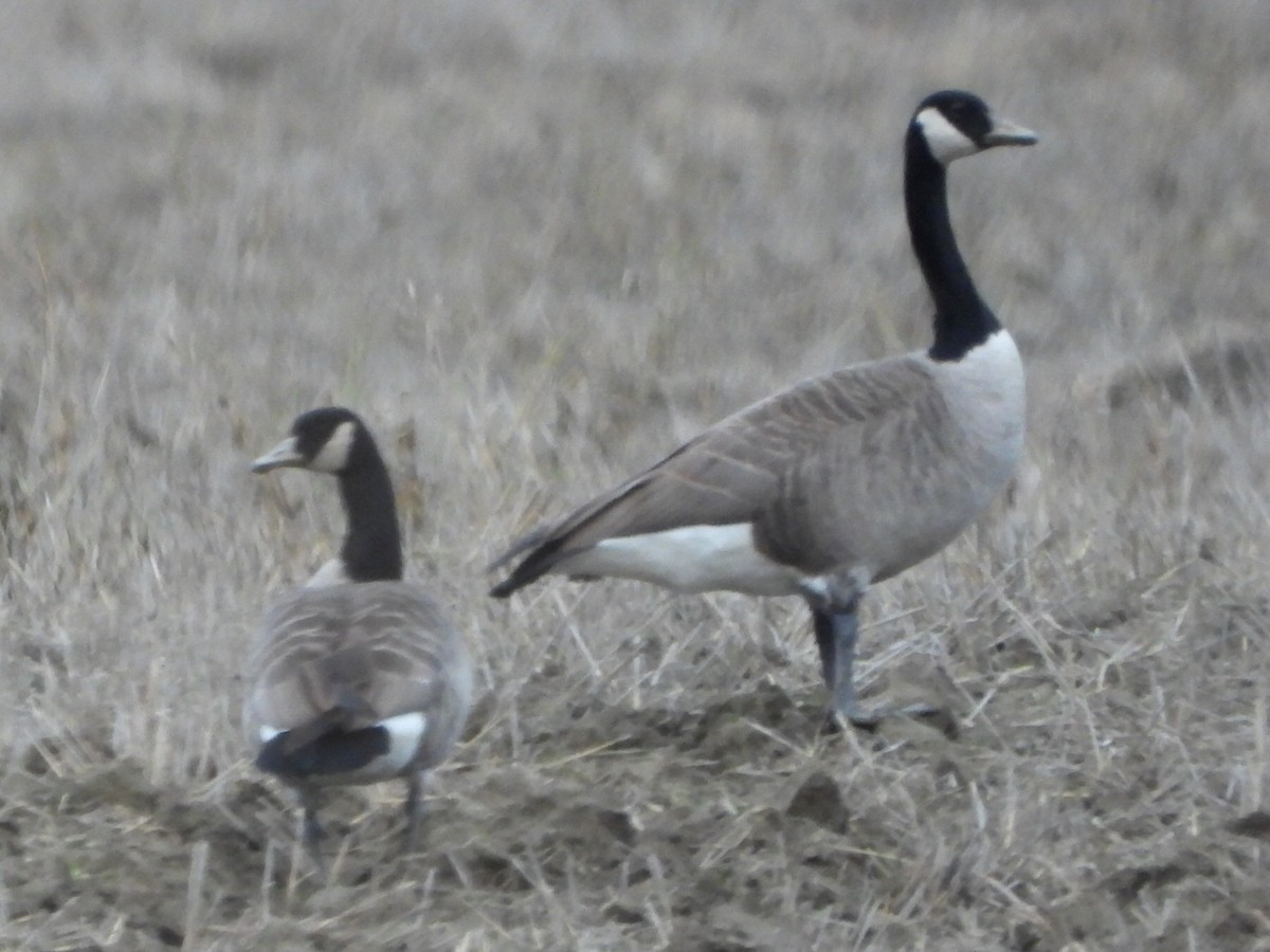 Canada Goose - ML645823149