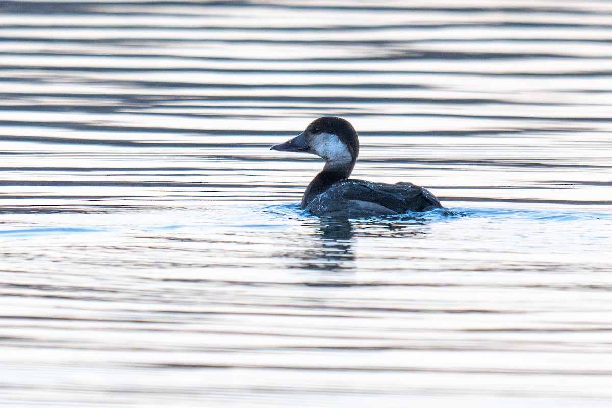 Black Scoter - ML645823154