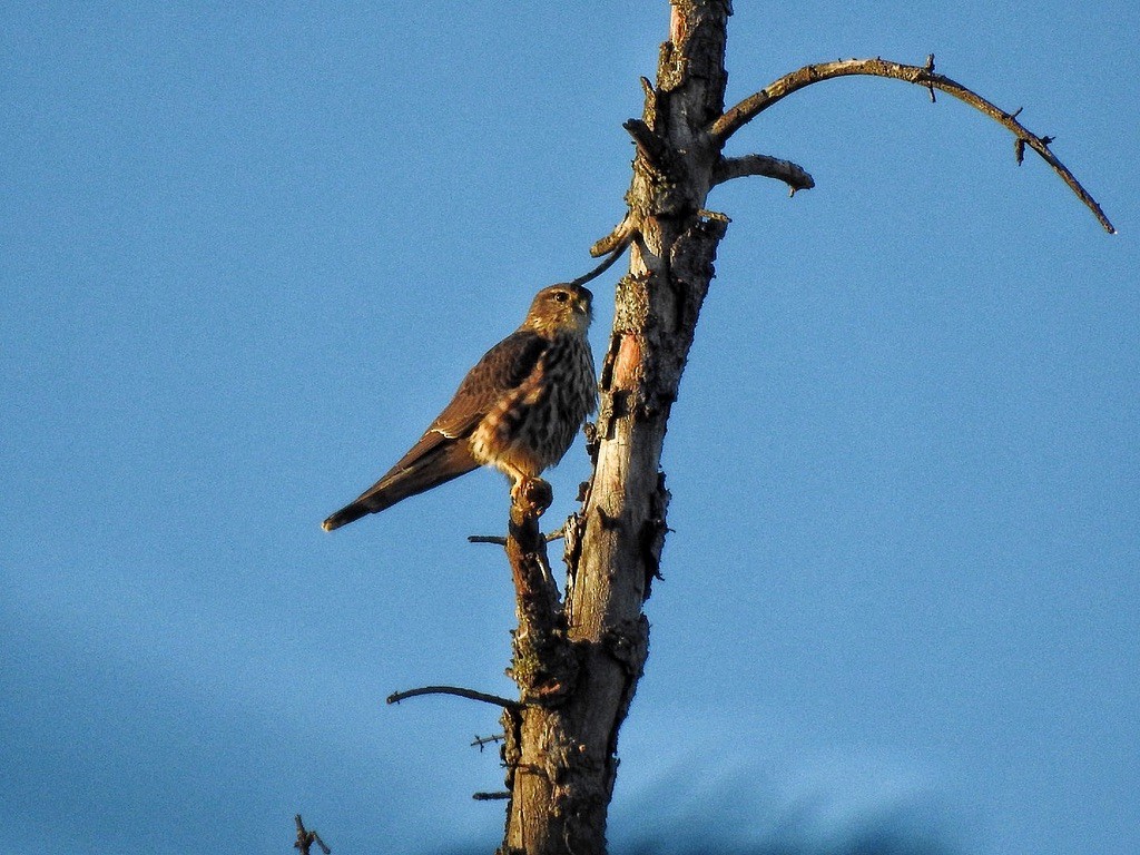 Merlin - ML645823158