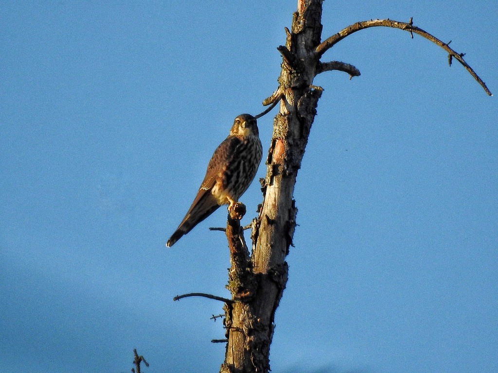 Merlin - ML645823160