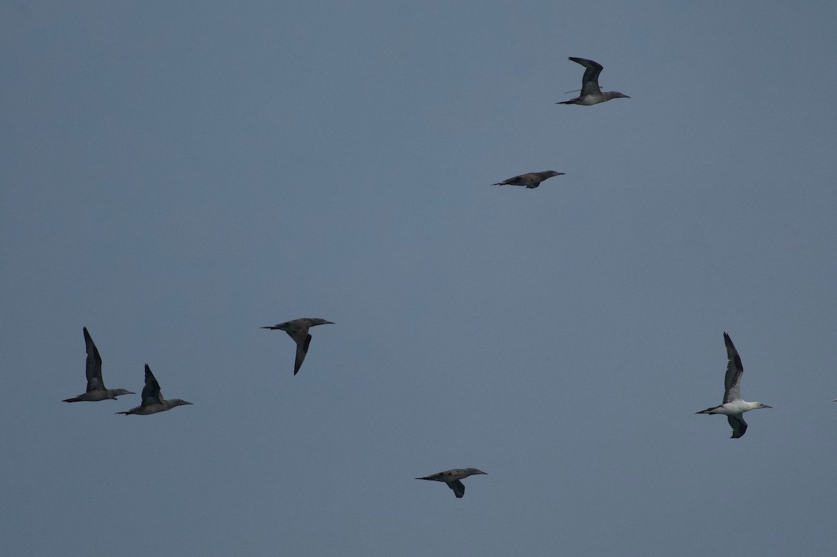 Northern Gannet - ML645823162