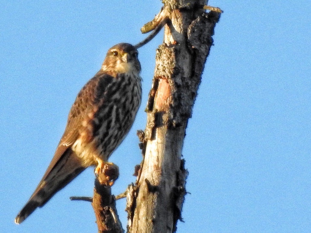 Merlin - ML645823164