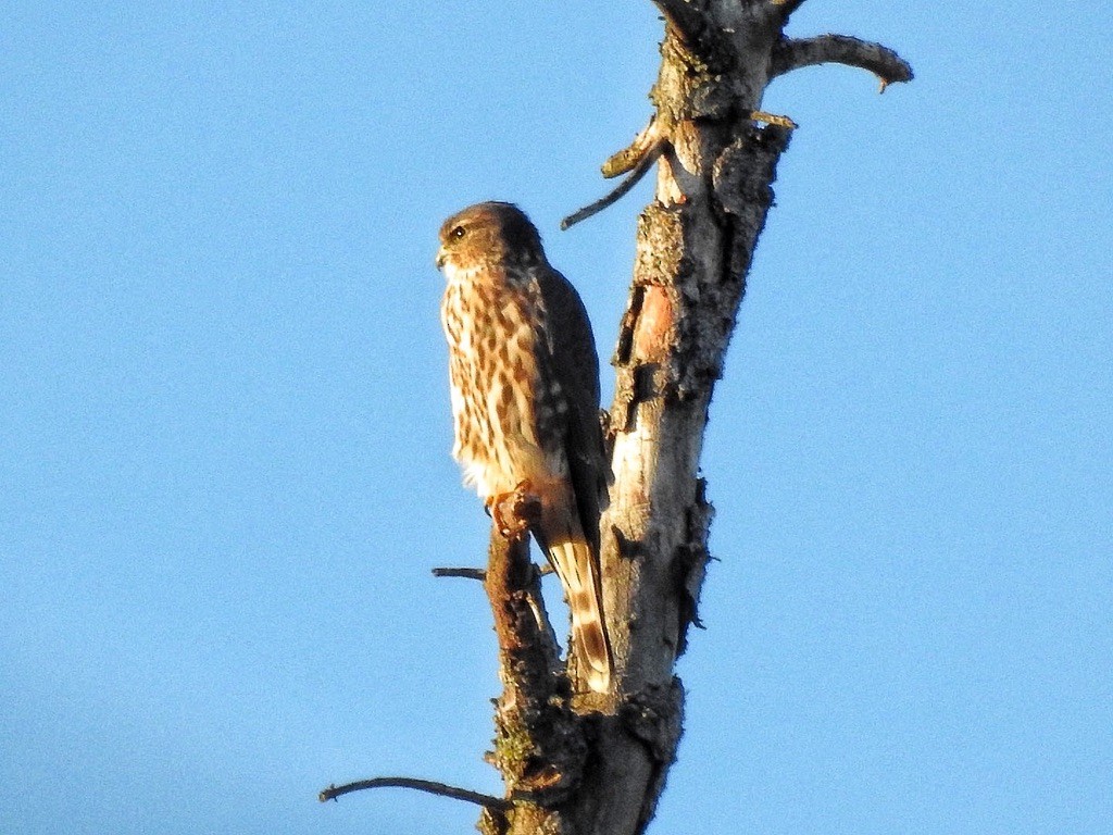 Merlin - ML645823166