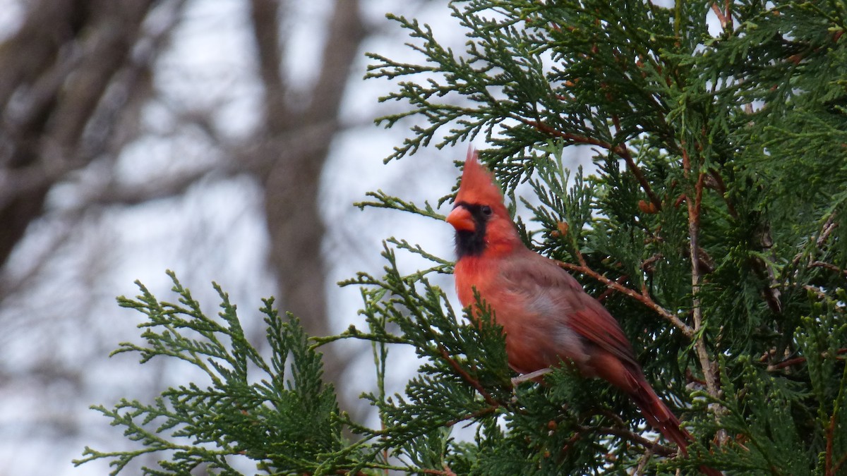 Kardinal arrunta - ML645823167