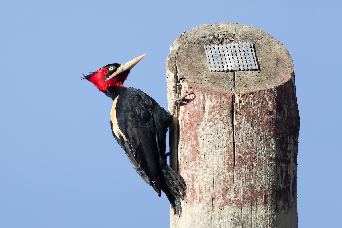 Cream-backed Woodpecker - ML645823168