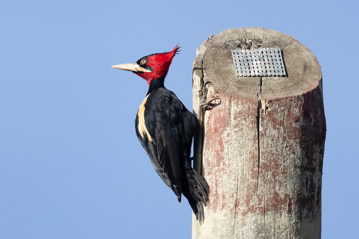 Cream-backed Woodpecker - ML645823169