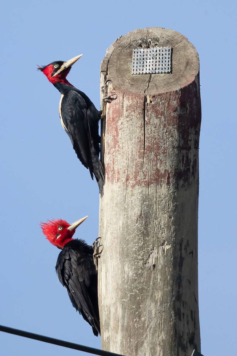 Cream-backed Woodpecker - ML645823170