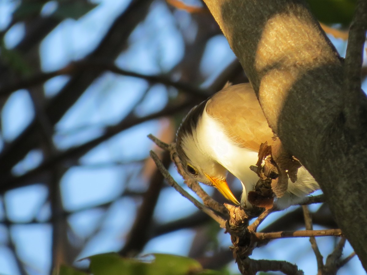 Yellow-billed Cuckoo - ML645823171