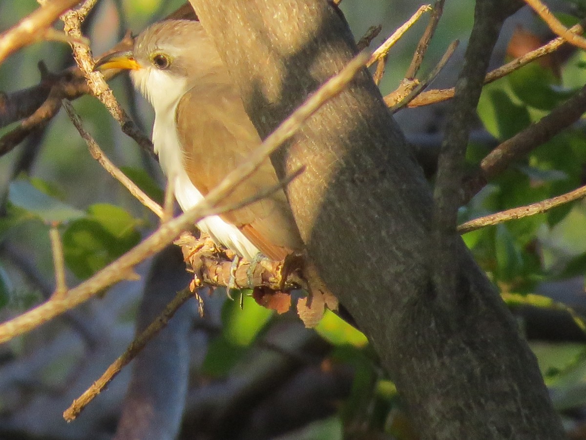 Yellow-billed Cuckoo - ML645823172