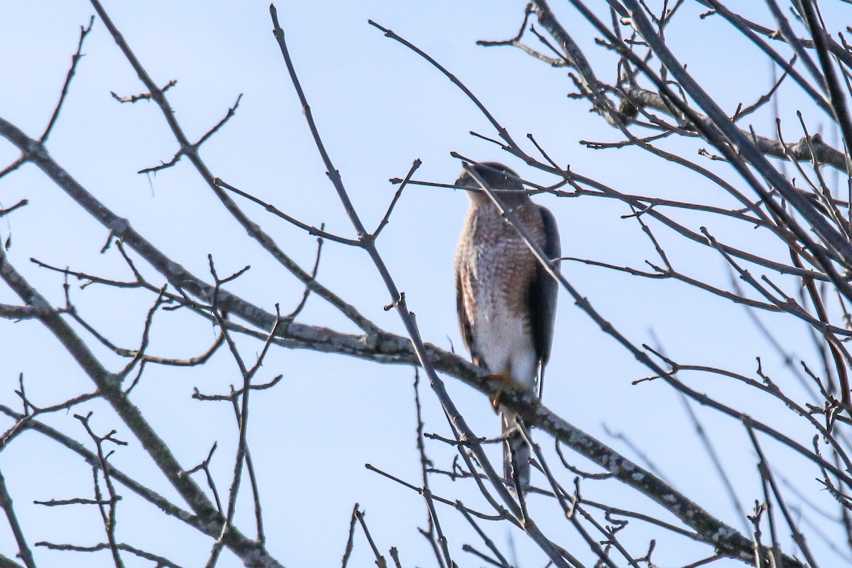 Cooper's Hawk - ML645823176