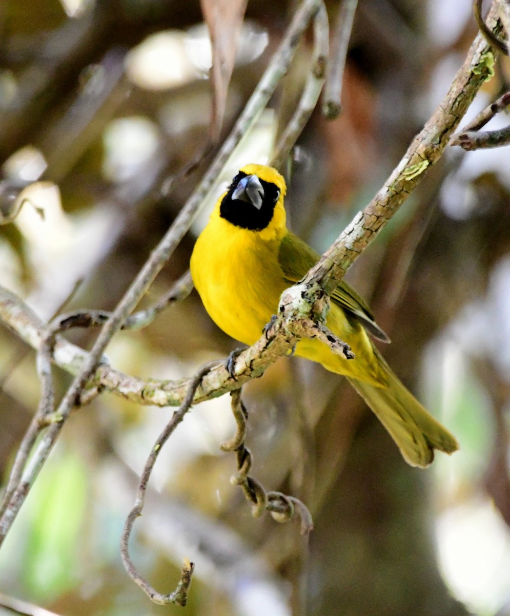 Yellow-green Grosbeak - ML645823179