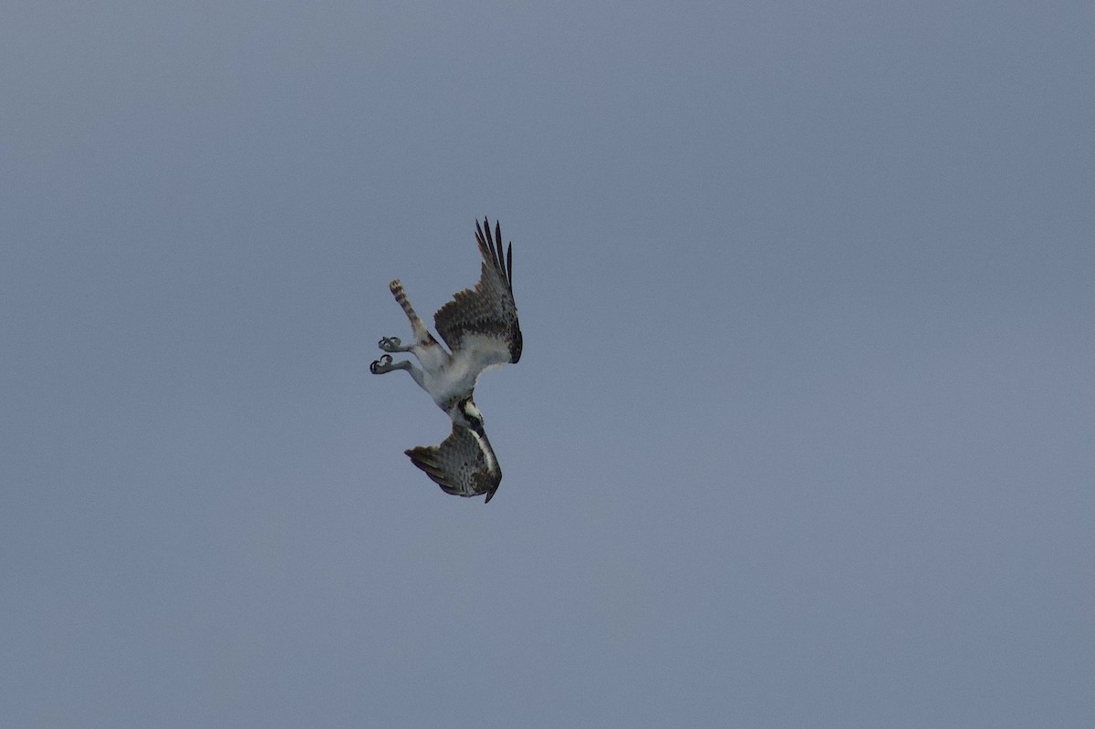 Osprey - ML645823180