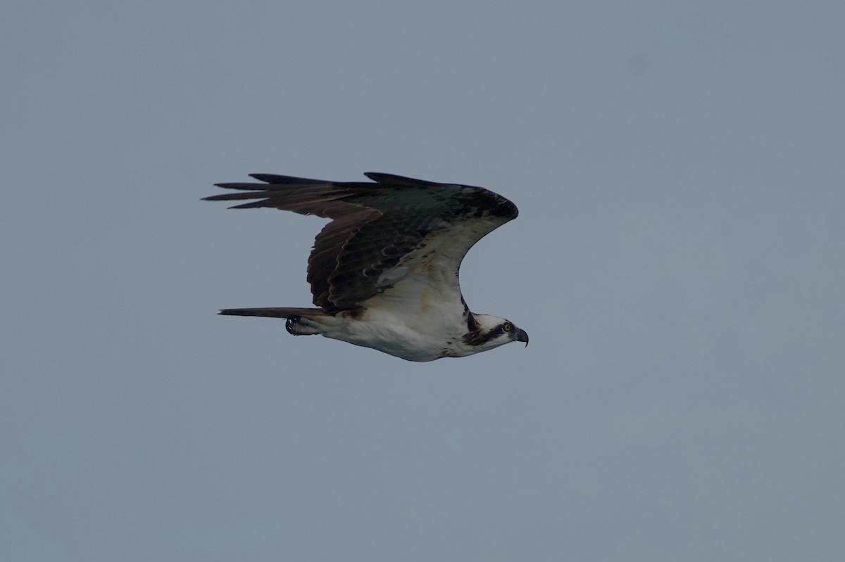 Osprey - ML645823181