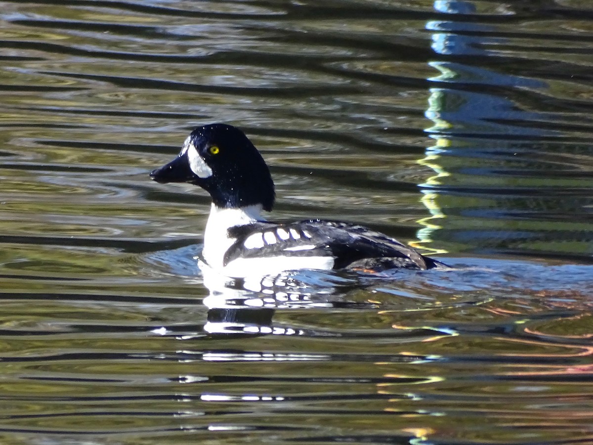 Barrow's Goldeneye - ML645823182