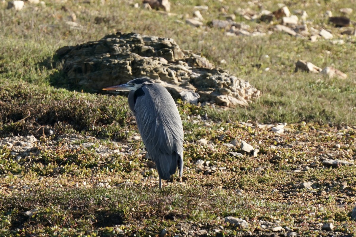 Great Blue Heron - ML645823183
