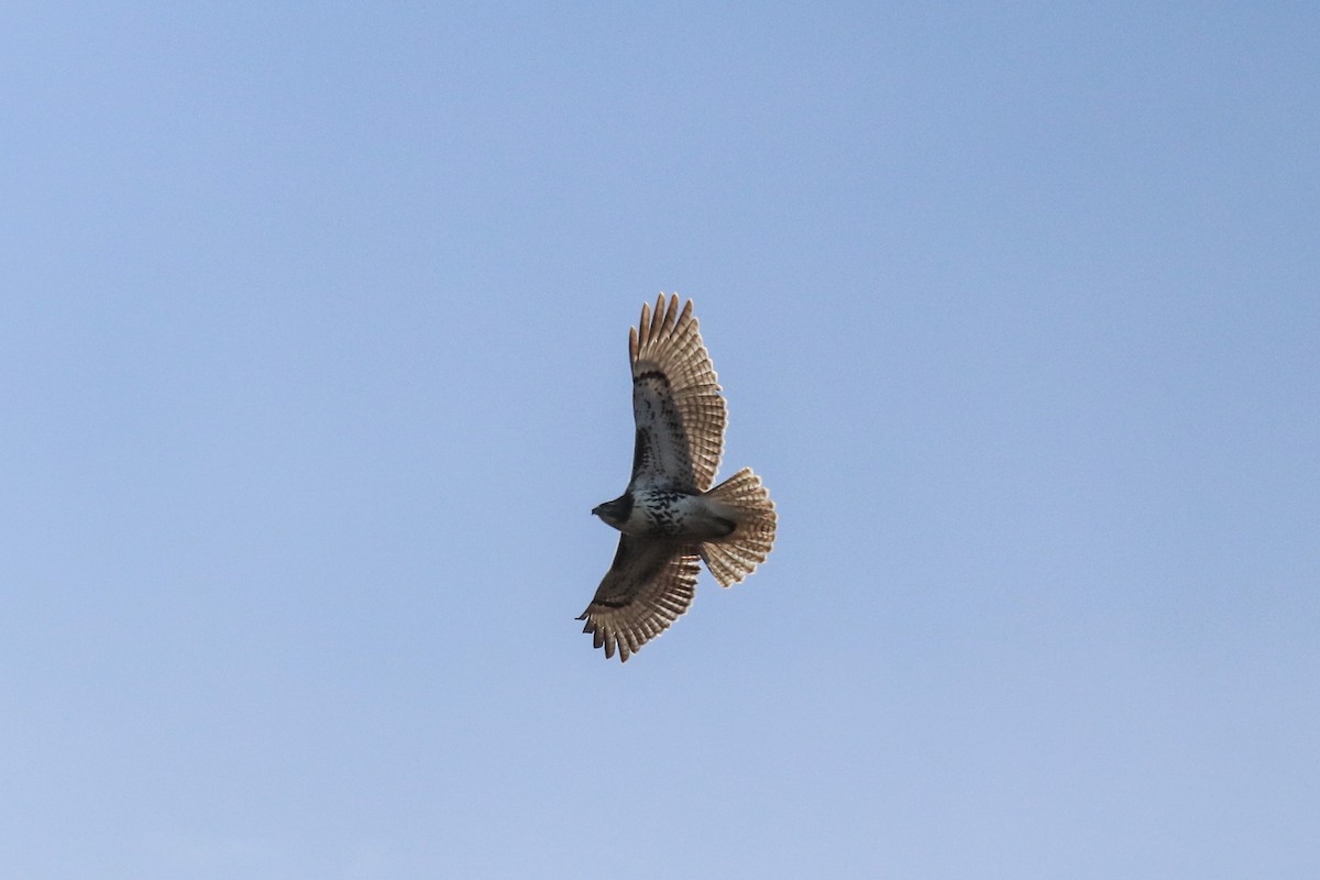 Red-tailed Hawk (borealis) - ML645823184