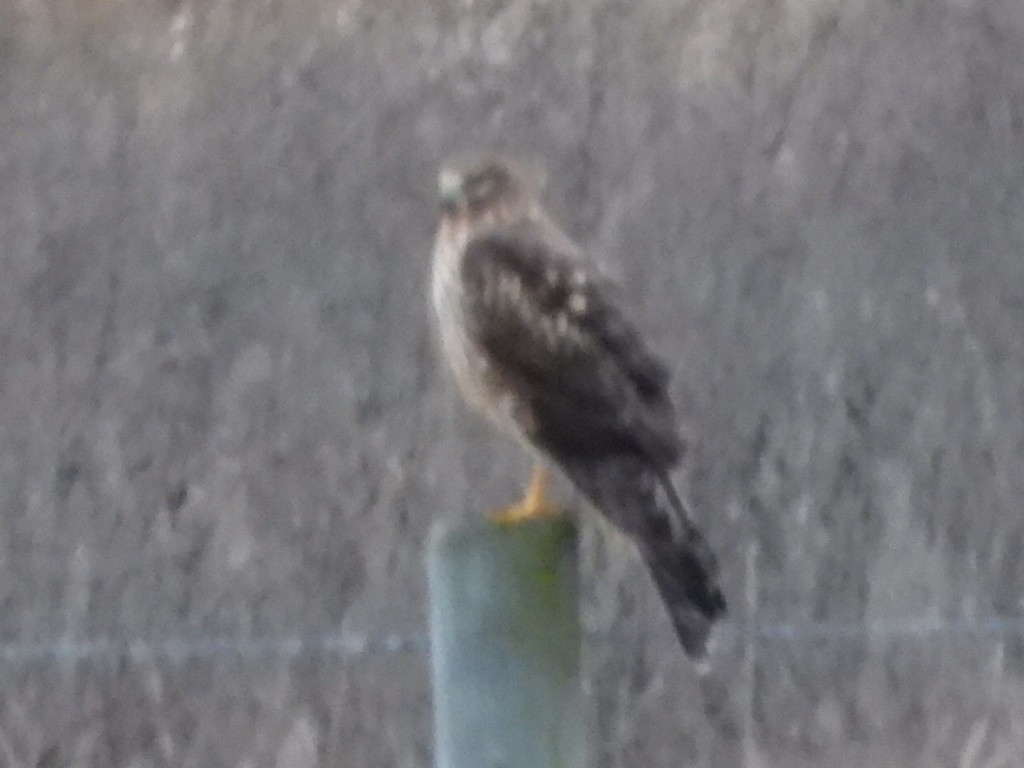 Northern Harrier - ML645823185