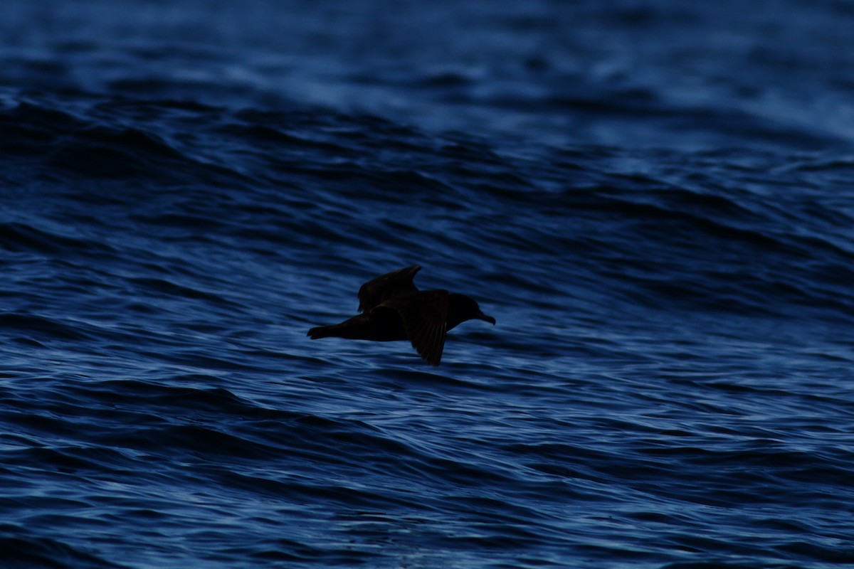 Flesh-footed Shearwater - ML645823186