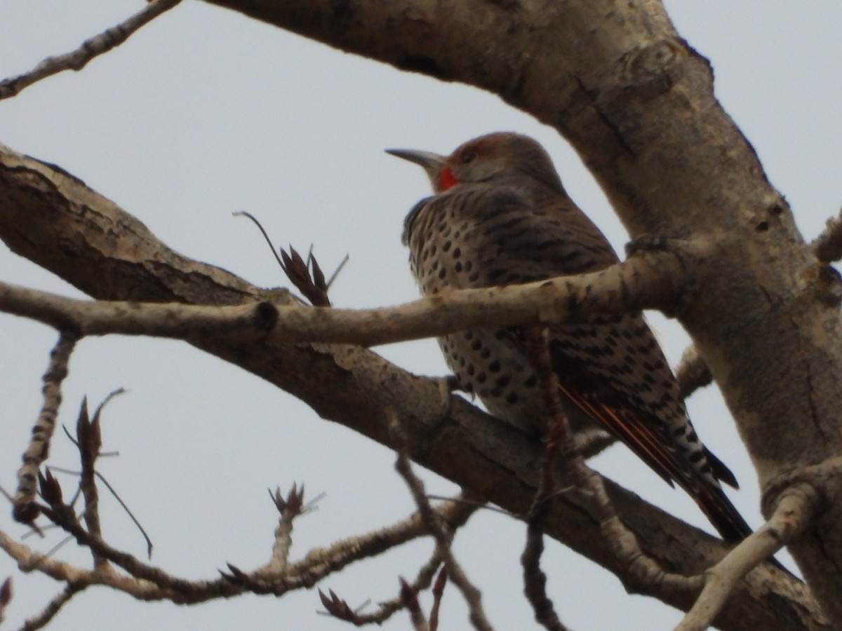 Northern Flicker - ML645823187