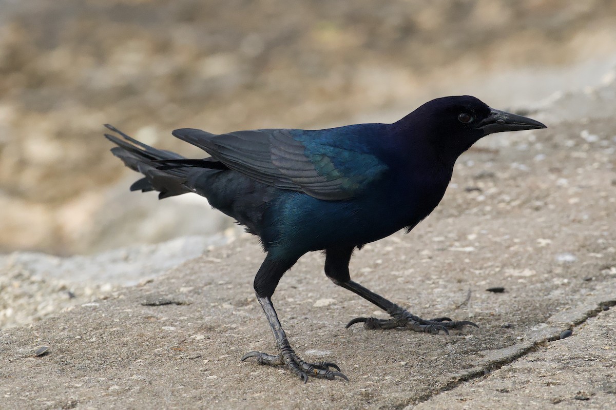 Boat-tailed Grackle - ML645823188