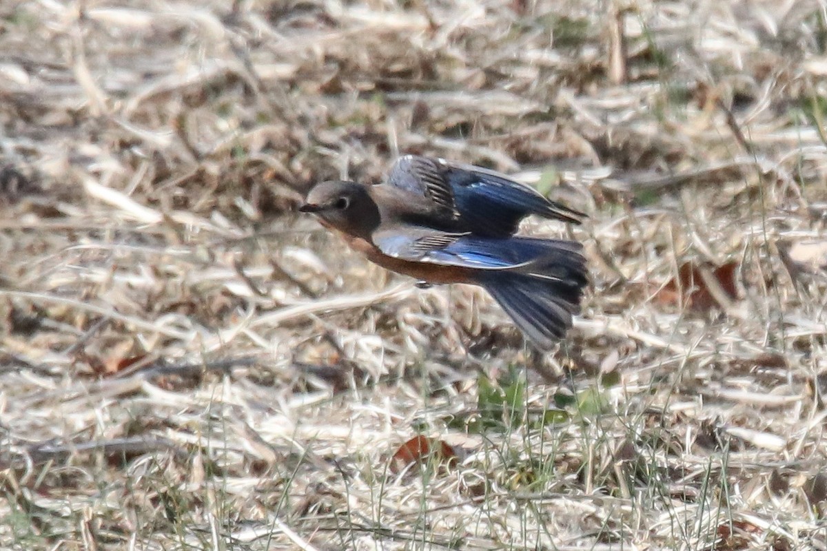Eastern Bluebird - ML645823189