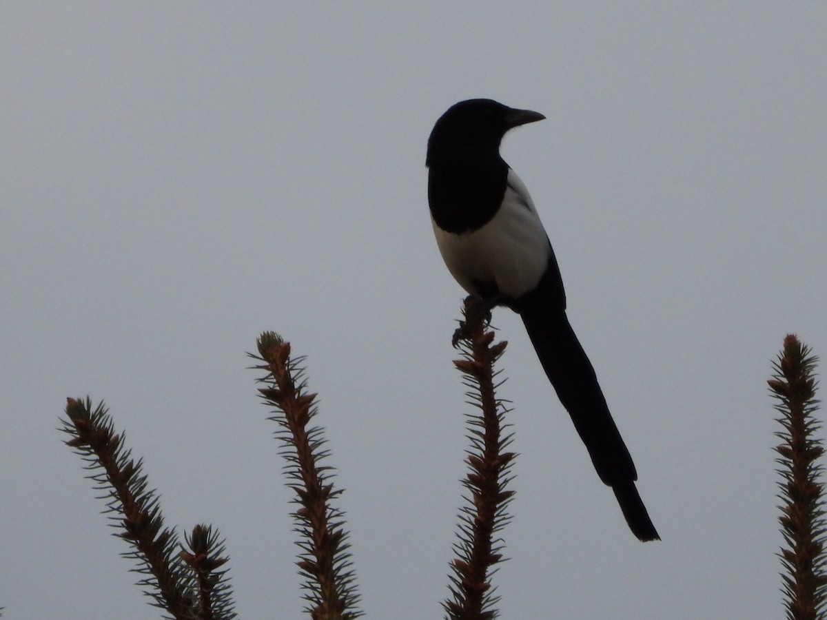 Black-billed Magpie - ML645823190