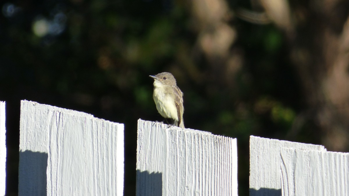 Eastern Phoebe - ML645823191