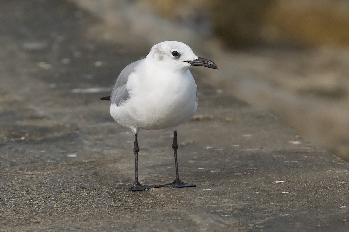 Laughing Gull - ML645823192