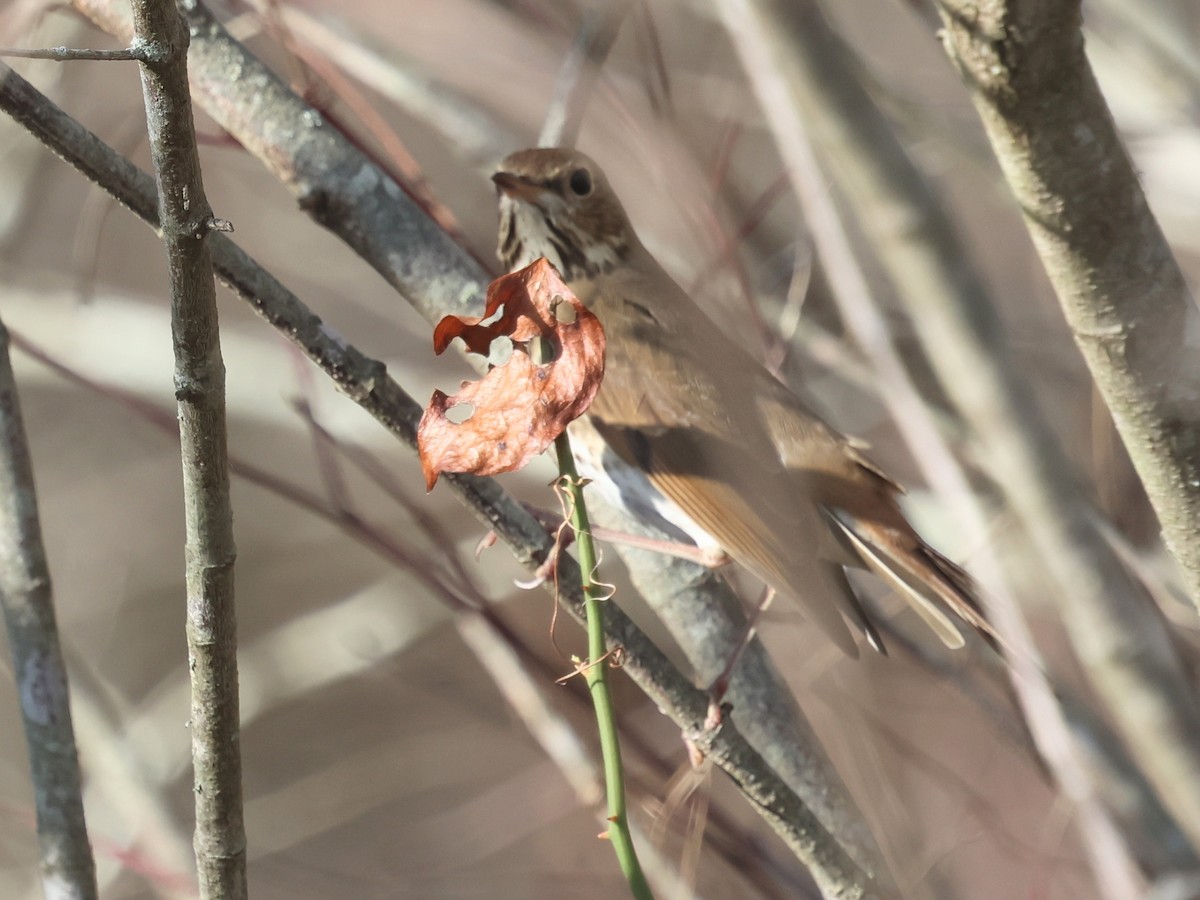 Hermit Thrush - ML645823193