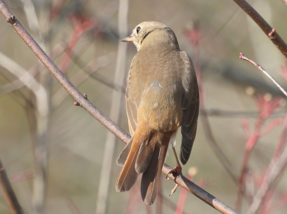 Hermit Thrush - ML645823194