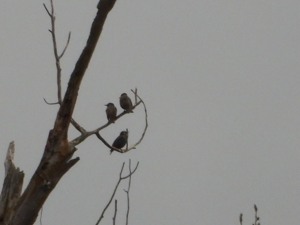 European Starling - ML645823195