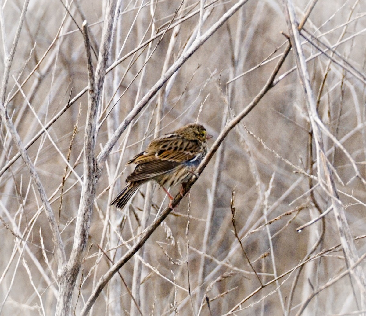 Savannah Sparrow - ML645823196