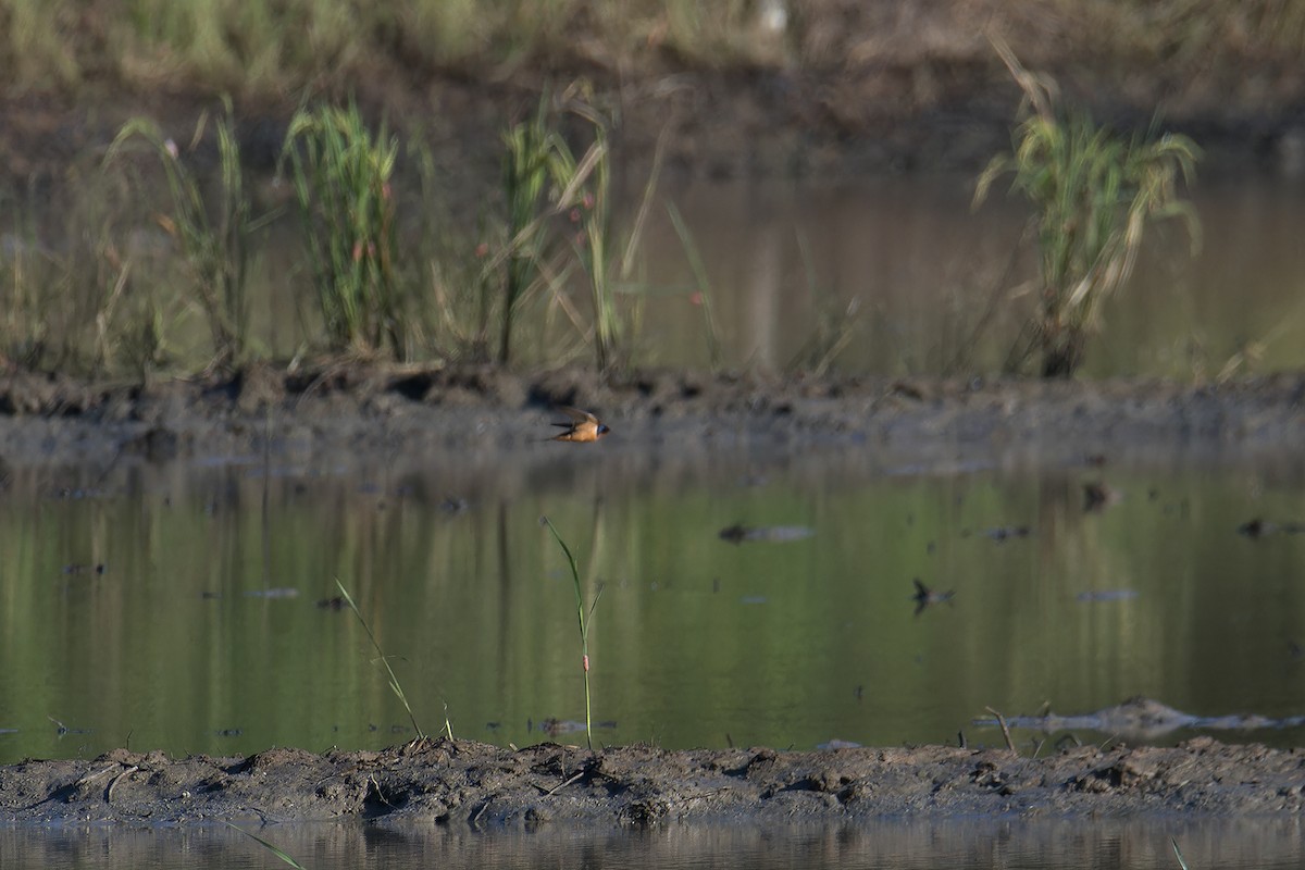 Barn Swallow (Tytler's) - ML645823199