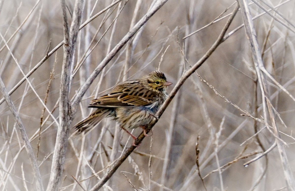 Savannah Sparrow - ML645823200