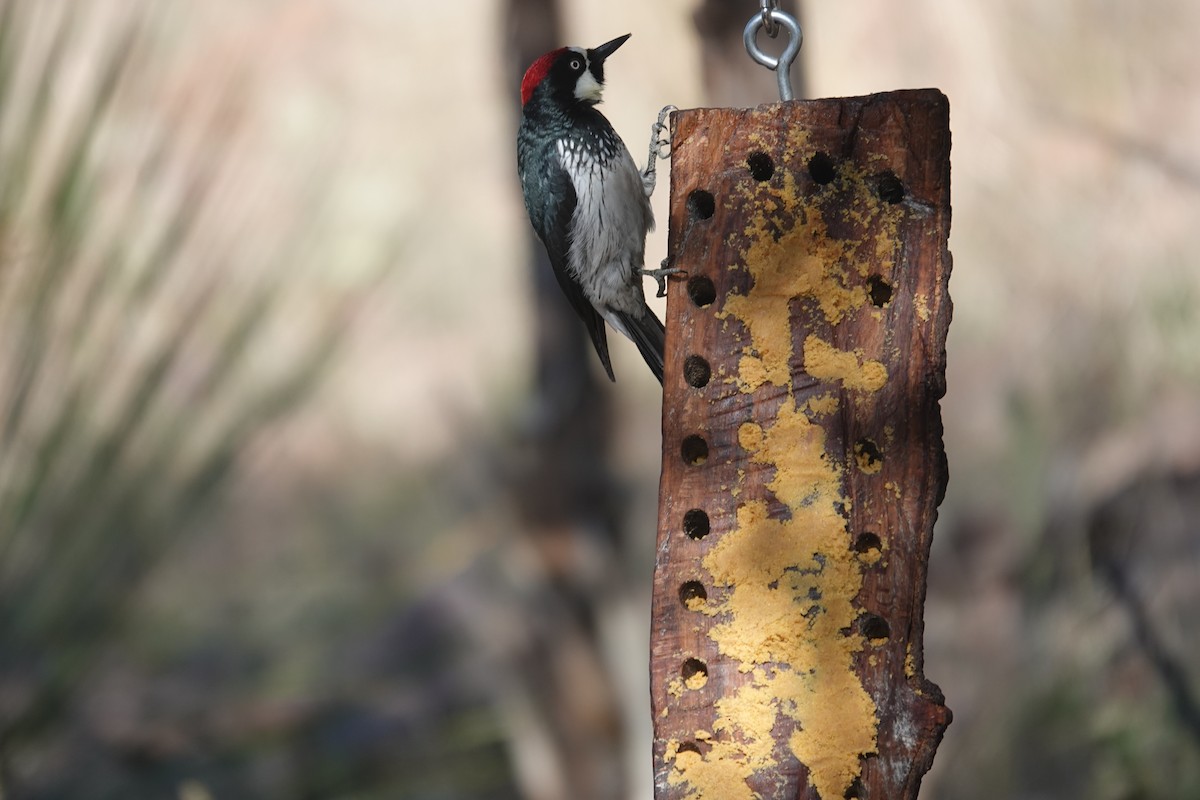 Acorn Woodpecker - ML645823201