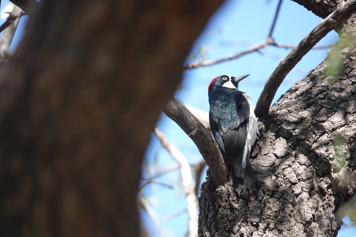 Acorn Woodpecker - ML645823202