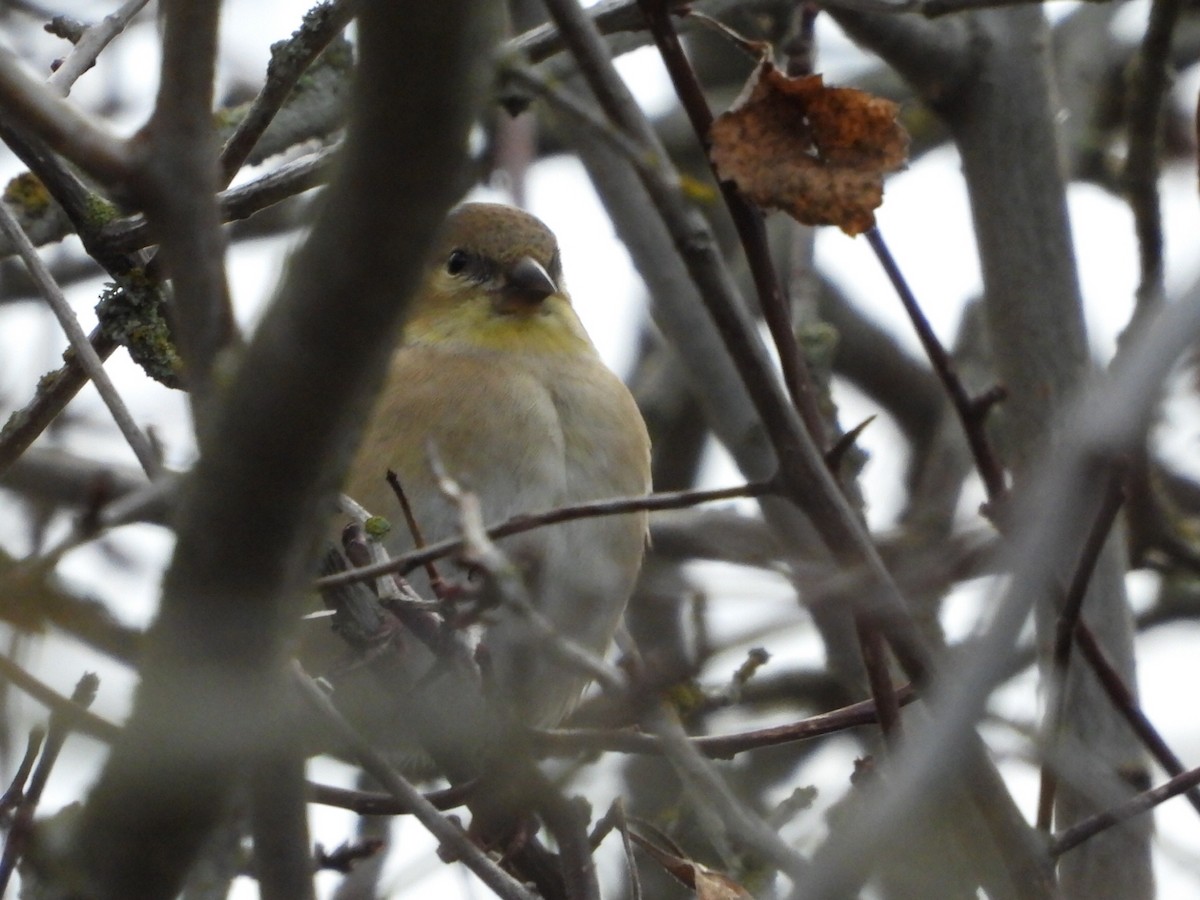 American Goldfinch - ML645823203