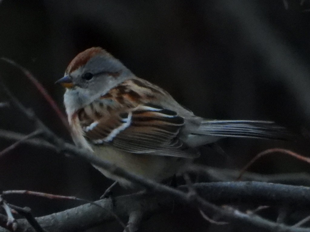 American Tree Sparrow - ML645823204