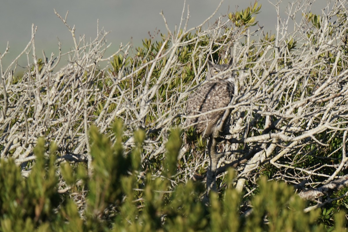 Great Horned Owl - ML645823205