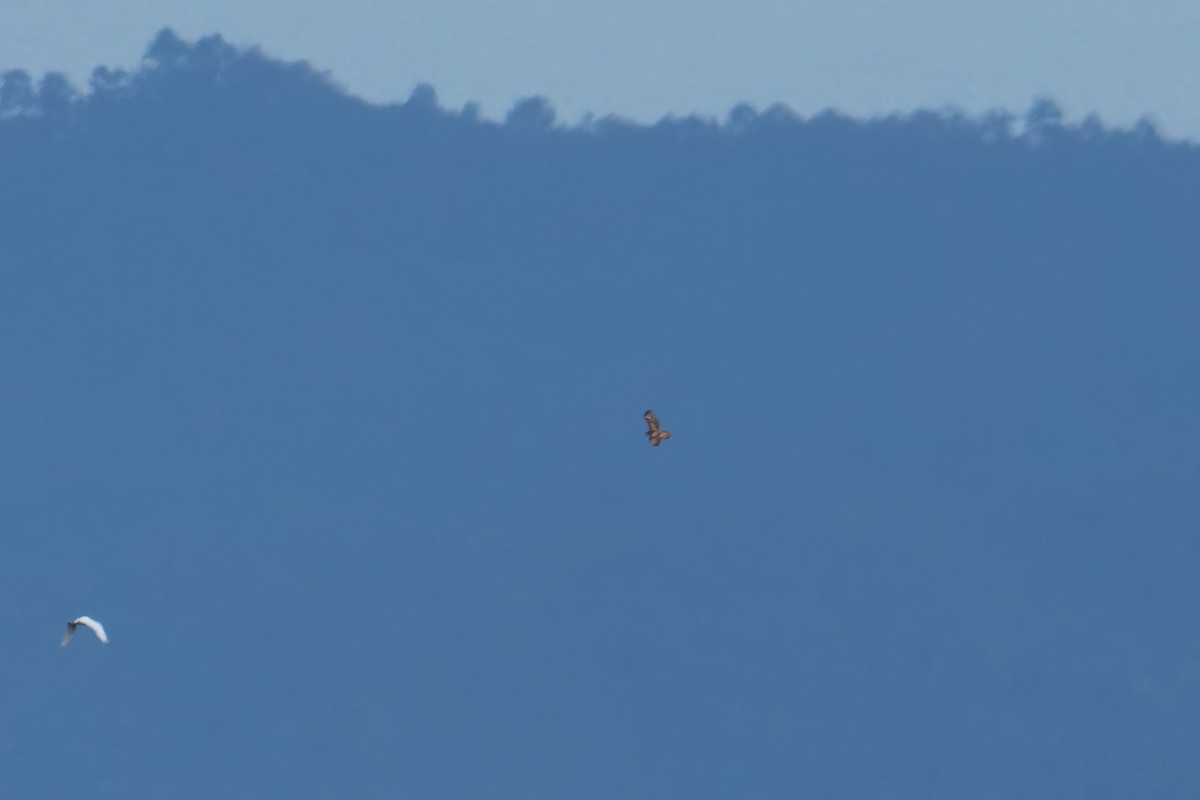 Common/Himalayan/Eastern Buzzard - ML645823207