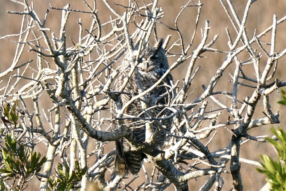 Great Horned Owl - ML645823208